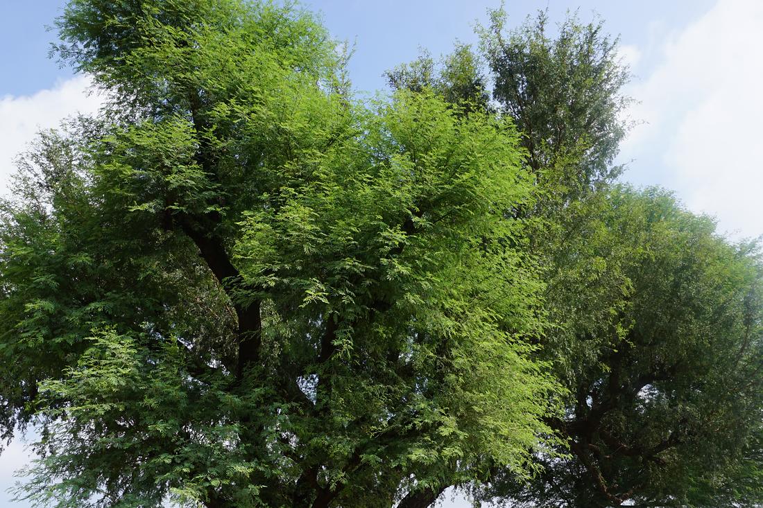 A mature farm-grown tree on a member holding